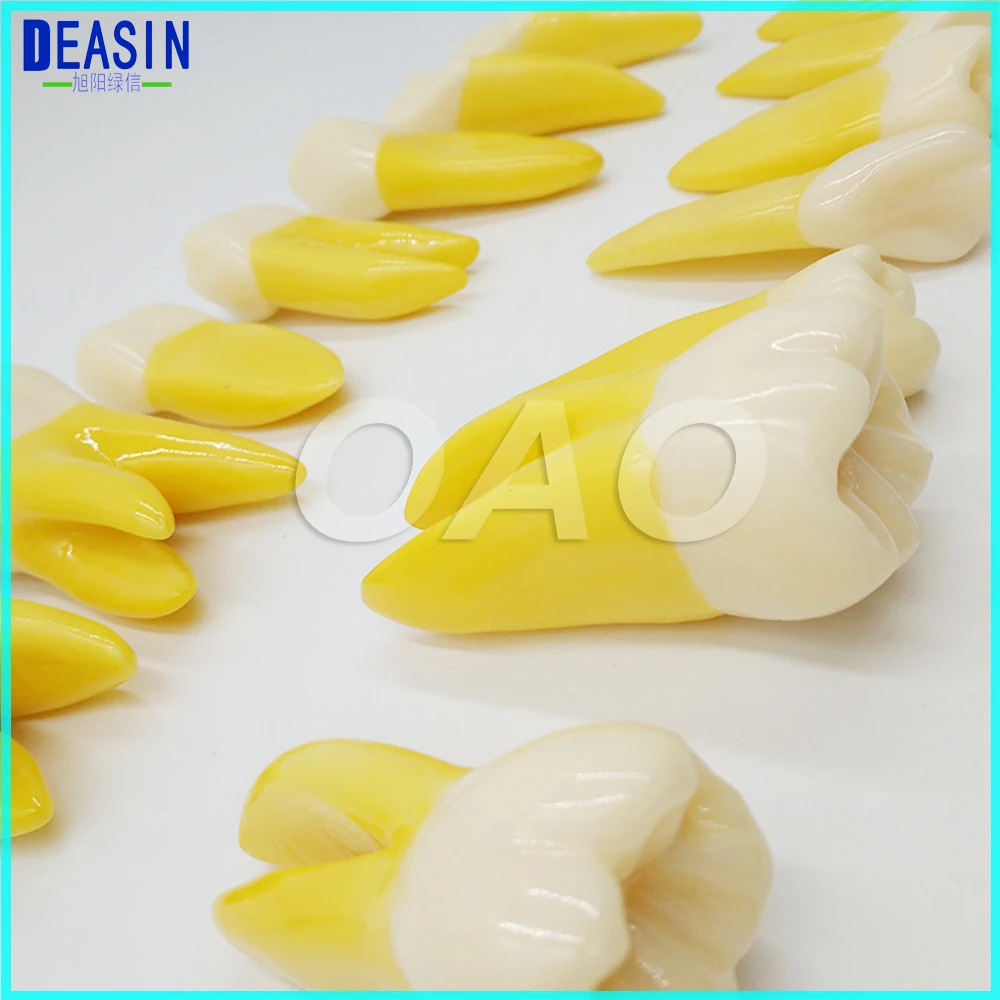 

High Quality dental teeth model 4 Times Permanent Anatomical / (Right 14) whole teeth model