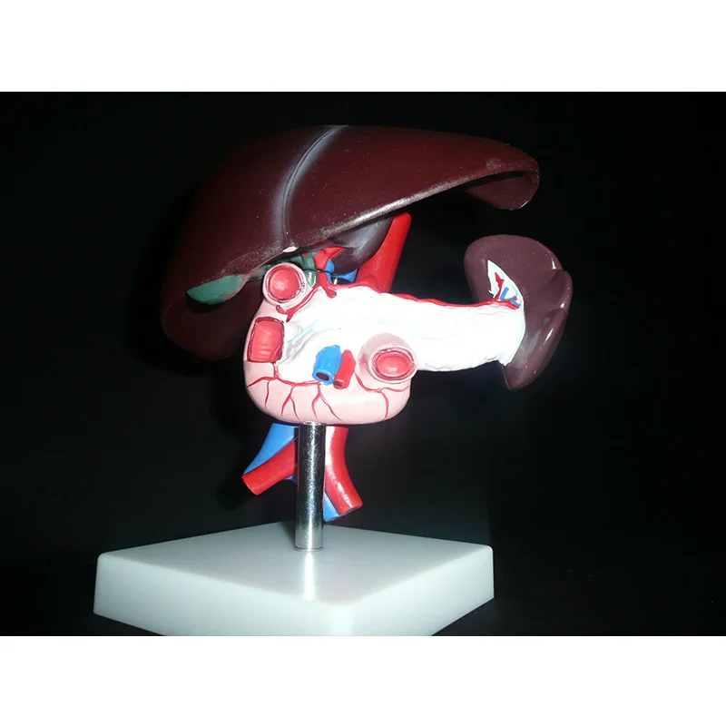 Human Liver Pancreas Duodenum Anatomical Anatomy Model Medical Model Life size