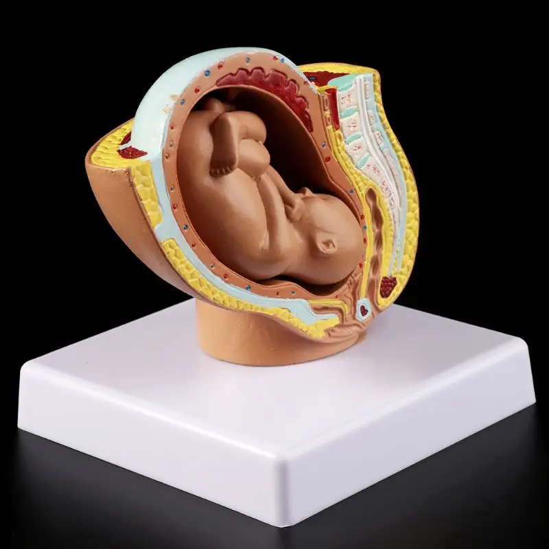 Medical props model 9th Month Baby Fetus Foetus Pregnancy Human Pregnancy Fetal Development Medical Model