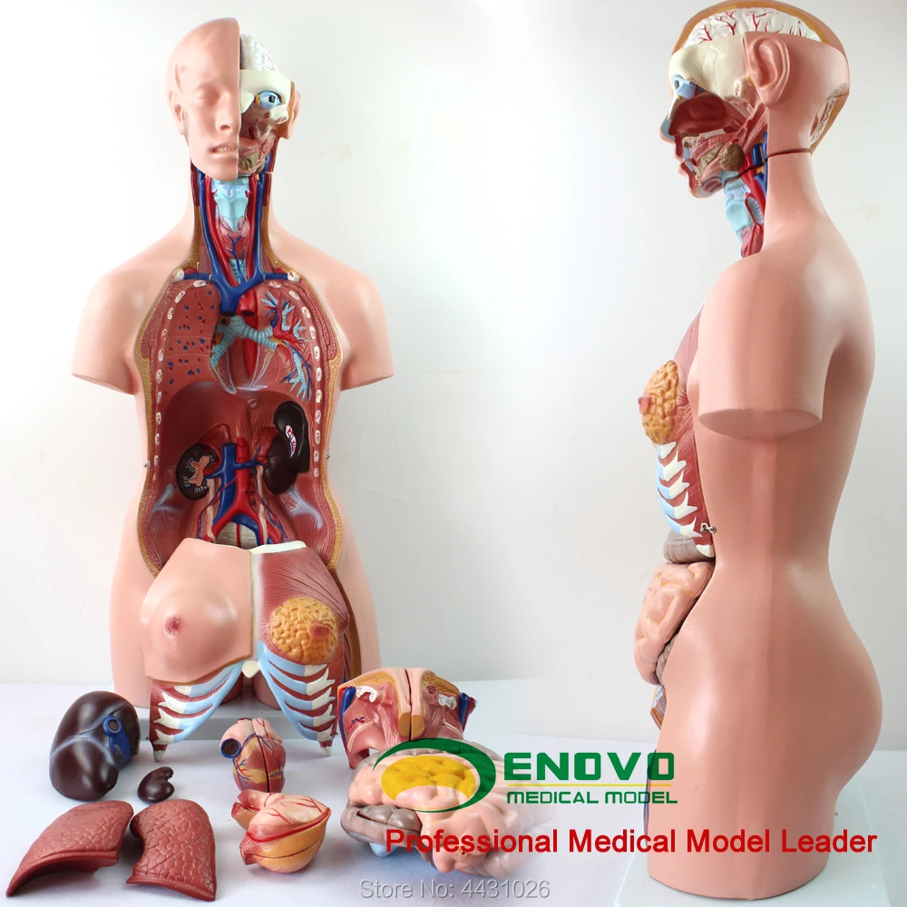 ENOVO The anatomical model of human anatomy in human anatomy of 85CM trunk system