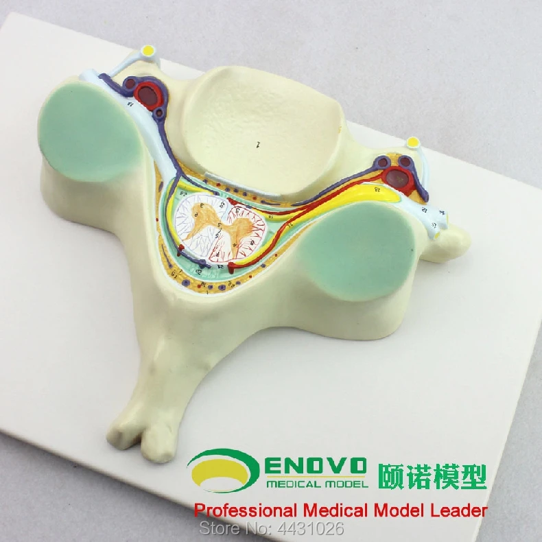 

Enovo The Spinal Cord Spinal Nerve Amplification Model Of The Fifth Cervical Vertebra Is Anatomically Dissected