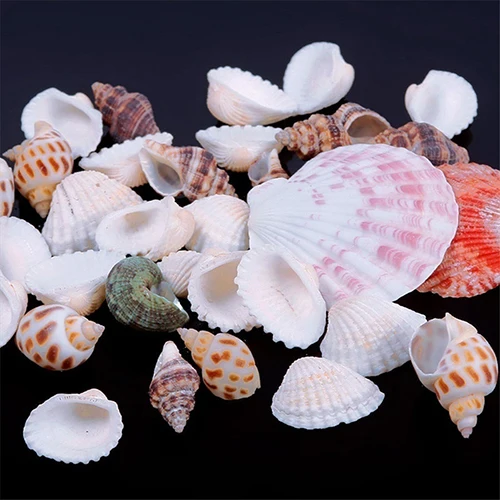 100g/bag Mixed Sea Beach Shells  Seashells Fish Tank Aquarium Landscape Decoration Aquarium Decor Photo  Props For DIY Crafts