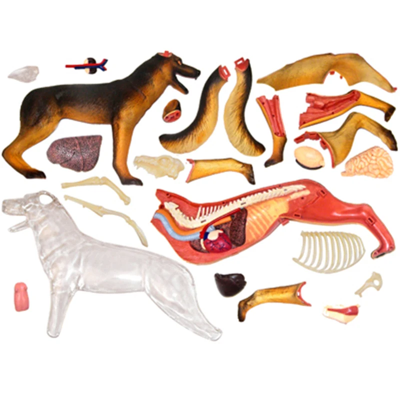 4D Vision Animal Dog Animal Organ Anatomy Model 29 Parts Detachable Medical Science Teaching Supplies