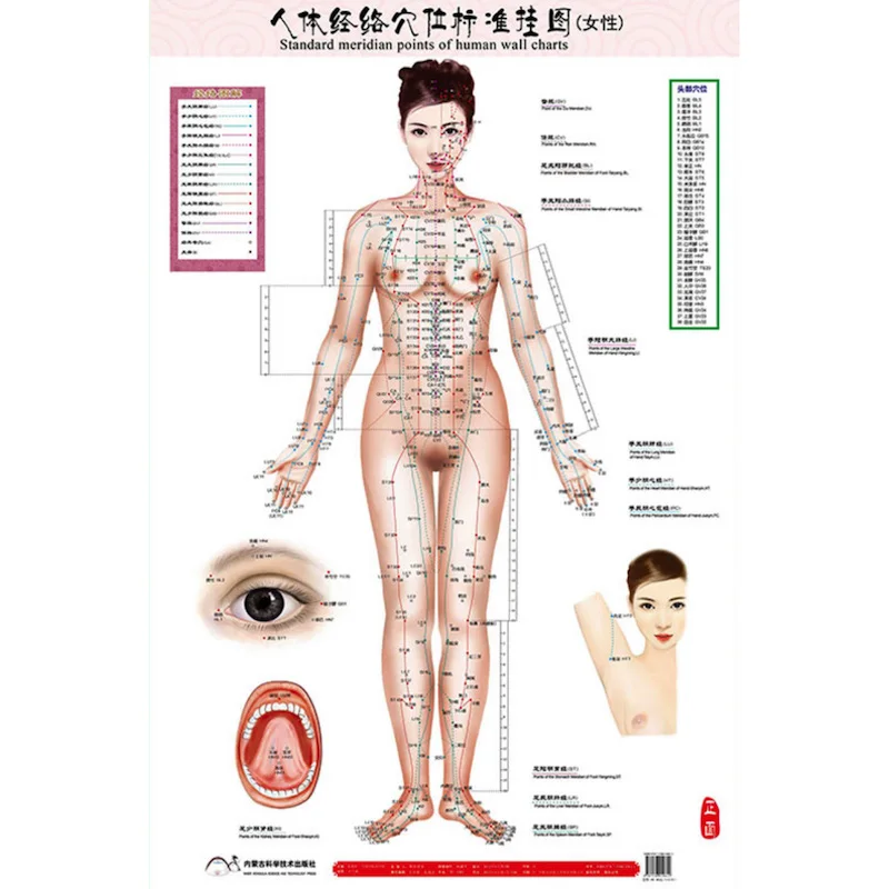 Punti meridiani Standard femminili bilinguali HD di grafici a parete umana 3X (lato anteriore posteriore) cinese e inglese per la cura di sé