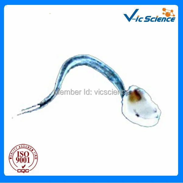 100 Pcs/Set Tier Histologie Vorbereitet Folien