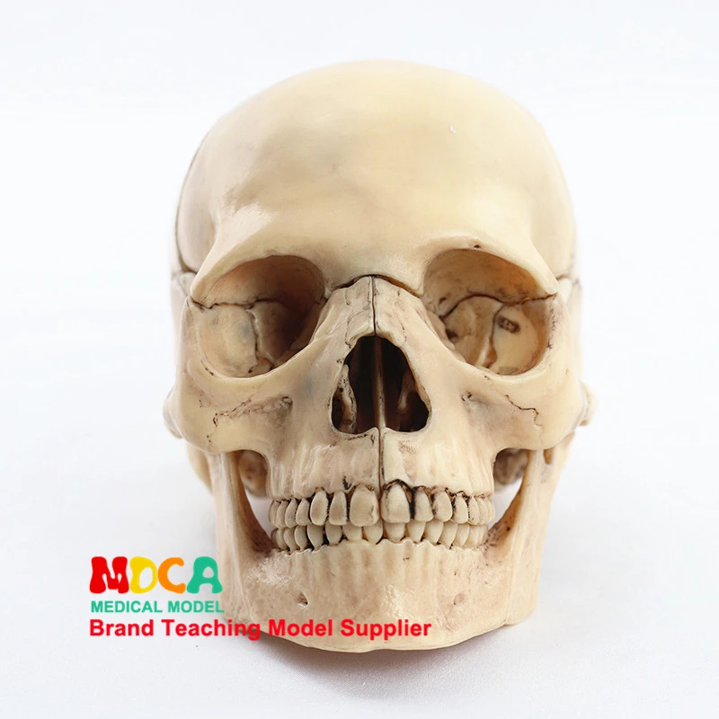 Medical Separation 15 Components 1:2 Human Primary Skull Model Skull Skull Medical Teaching MTG016