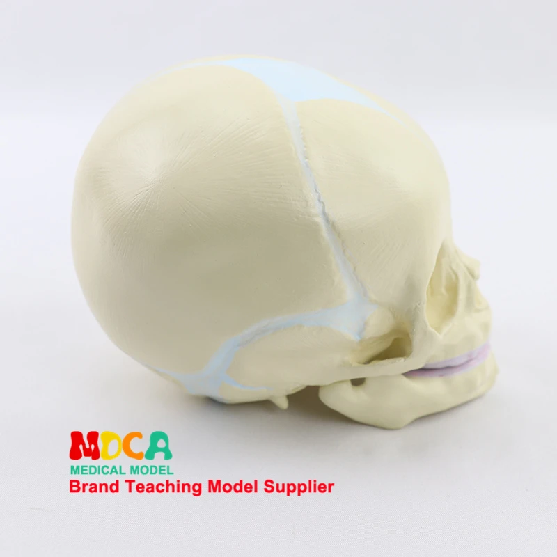 Human Fetal Baby Infant Medical Skull Anatomical Skeleton Model Science Popularization Medical Supplies and Equipment