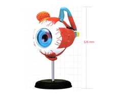 human eye anatomical model assembled human anatomy model eye puzzles structure human skeleton anatomical model