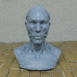 Art of human musculoskeletal head carving,Art Bust Painting Reference,Skull bust model