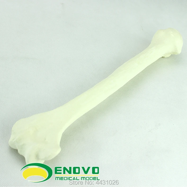 

ENOVO A model of osteopathic osteochondrosis of the bone of the humerus
