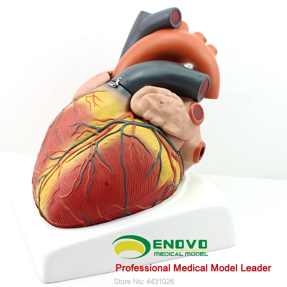 ENOVO Amplification of human heart model B ultrasound ultrasound medicine heart anatomy teaching model