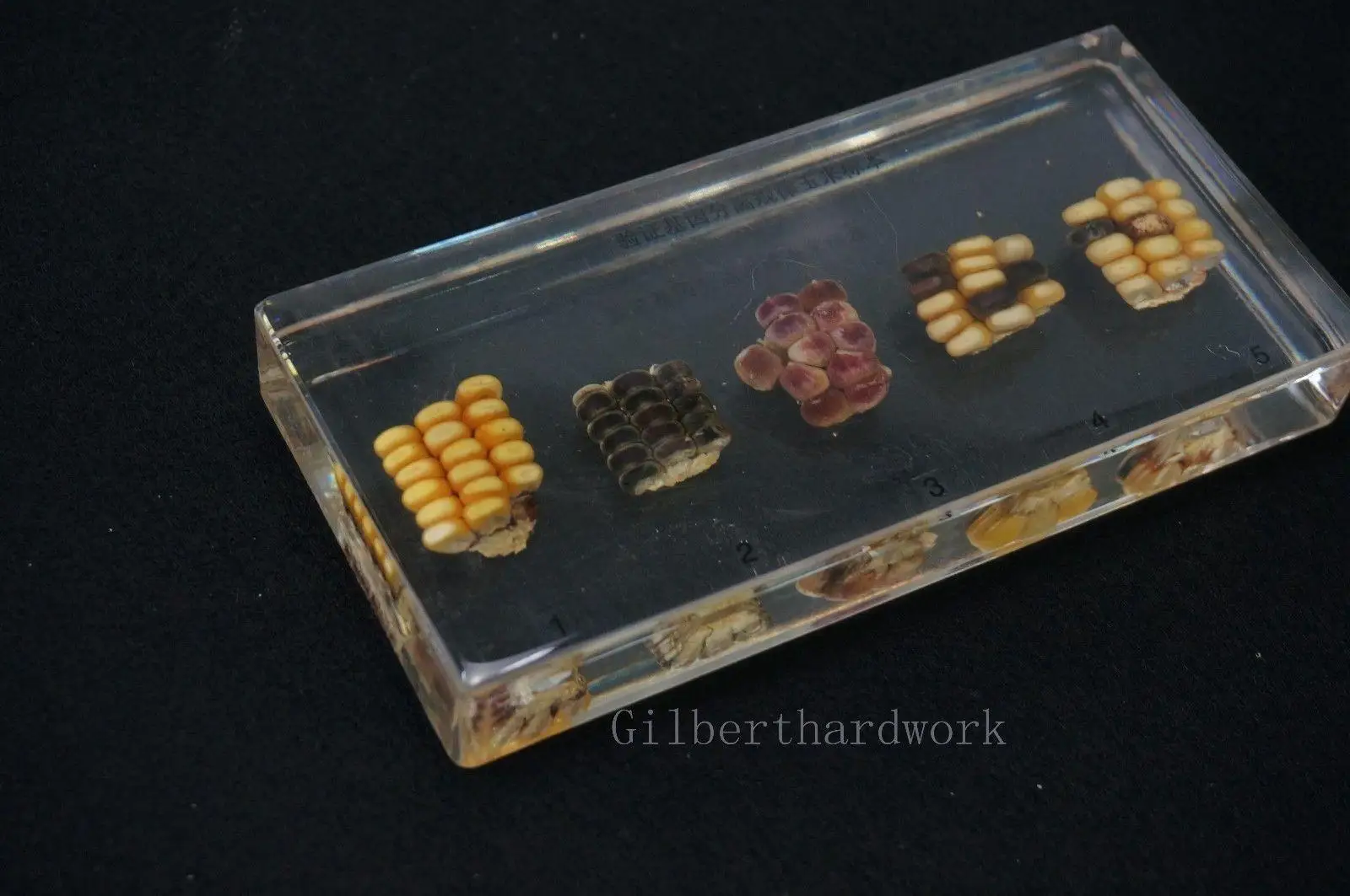 Überprüfung Von Gen Isolation Regel Proben In Klar Lucite Pädagogisches