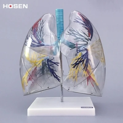 2X Anatomic model of transparent lung segment Teaching model of respiratory system of left and right lung bronchi structure