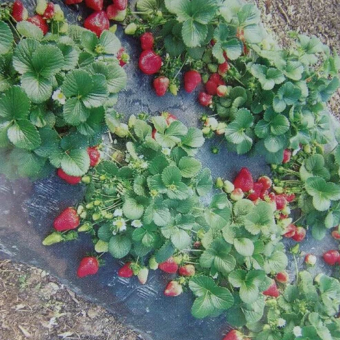 Black agricultural film strawberry PE film garden flower greenhouse plastic garden mulch film plant cover