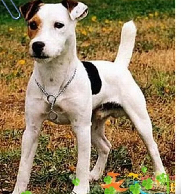 Jack Russell terrier  pet lover necklace dog pendant alloy jewelry golden colors plated