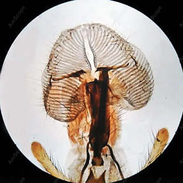 Slide for Microscope-AmScope Supplies 50 Biology Pathology Prepared Microscope Slides Set SKU: PS50A