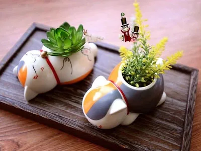 Cat Teacher Ceramic Small Potted Plant Flower Set Indoor Xia Miao Friends Account Anime Around