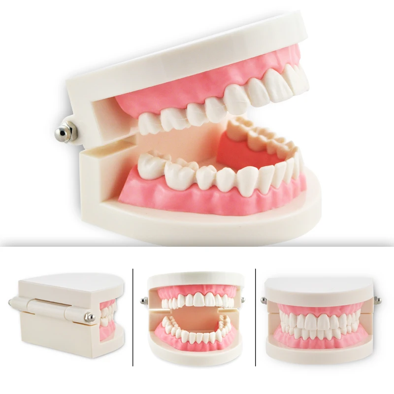 

Dental Teeth Model Dentist student Model for Teaching Dentistry Material Dentist Tools Dental Lab Model