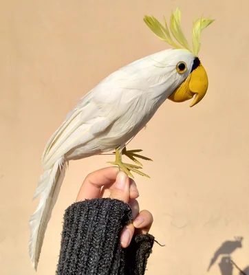 large 30cm foam&feathers Sulphur-crested Cockatoo artificial parrot bird handicraft,garden decoration prop gift a2546