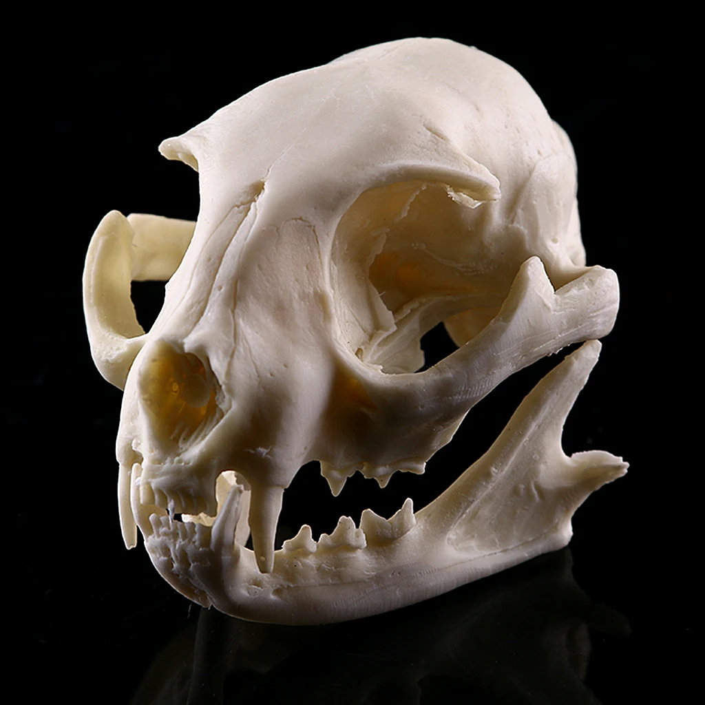 Realistic Cat Skull Resin Replica Teaching Skeleton Model Aquarium Halloween Props Horrible Supplies Home Decora