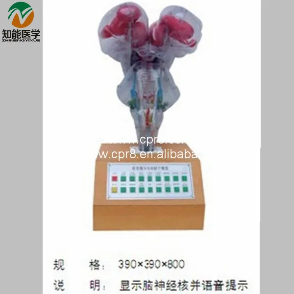 

BIX-A1082 Voice Prompt Electric Brainstem Model G154