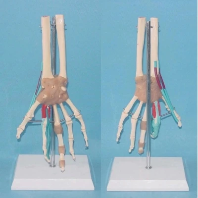 Functional model of vascular ligament of human hand joint Medical teaching model free shipping