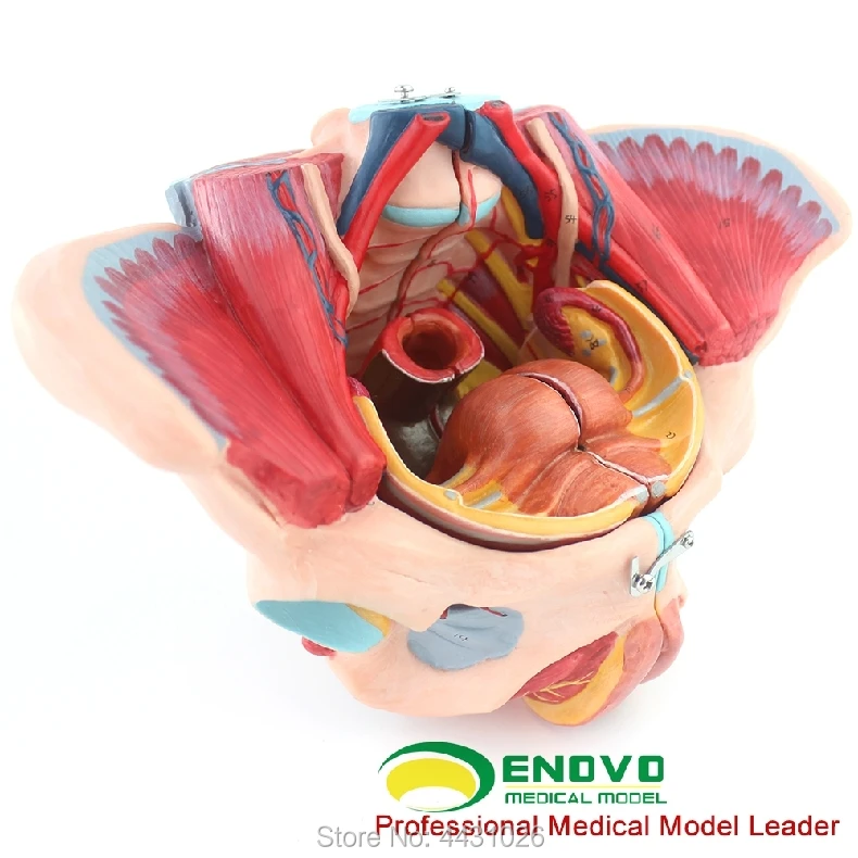 ENOVO A model of gynecological obstetrics and gynecology in the female pelvic cavity model