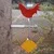 Rooster