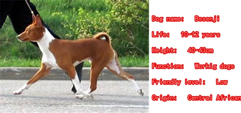 Mdogm Basenji Brooches And Pins  Suit Cute Jewelry Funny Metal Small Father Shirt Collar Badges Gift For Male Men B100