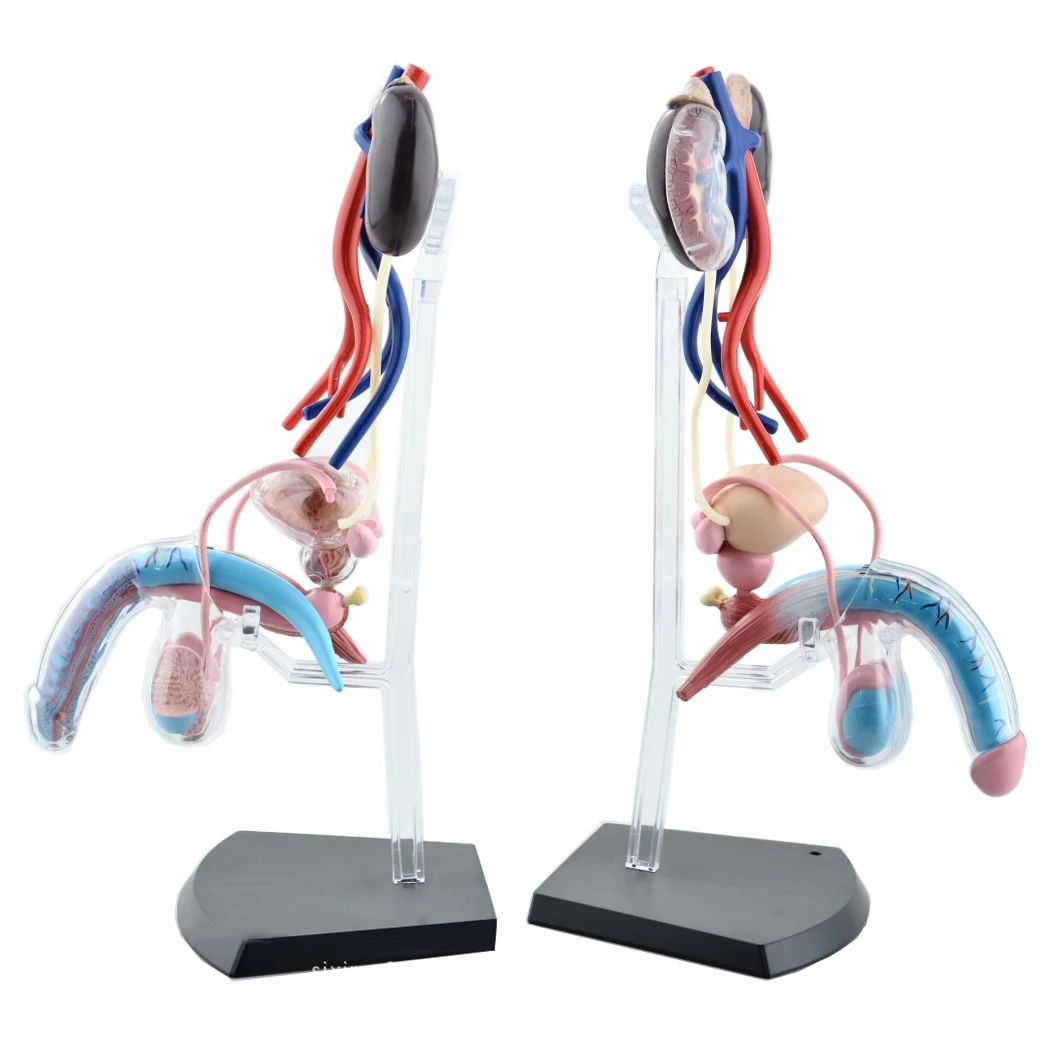 Sexual Female Organ Models Male Reproductive System 4d  Human Body Organ Anatomical Model Medical Teaching Model