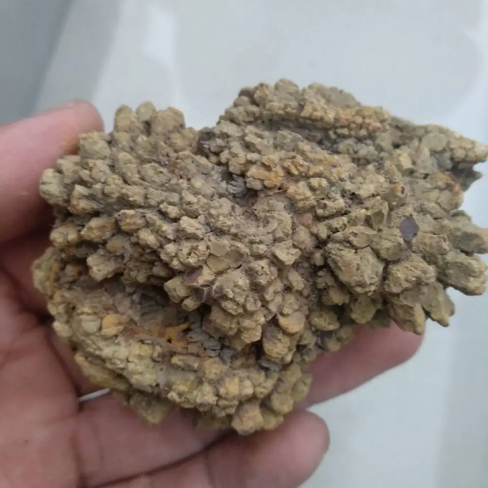 a pack  100g dinosaur poop, Dinosaur Coprolite