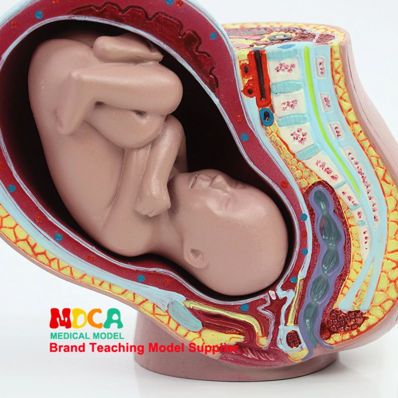 Embryonic Pelvic Model Fetus Pregnancy Anatomy of The Placenta, Life Size with Removable Organs Medical Anatomical Model