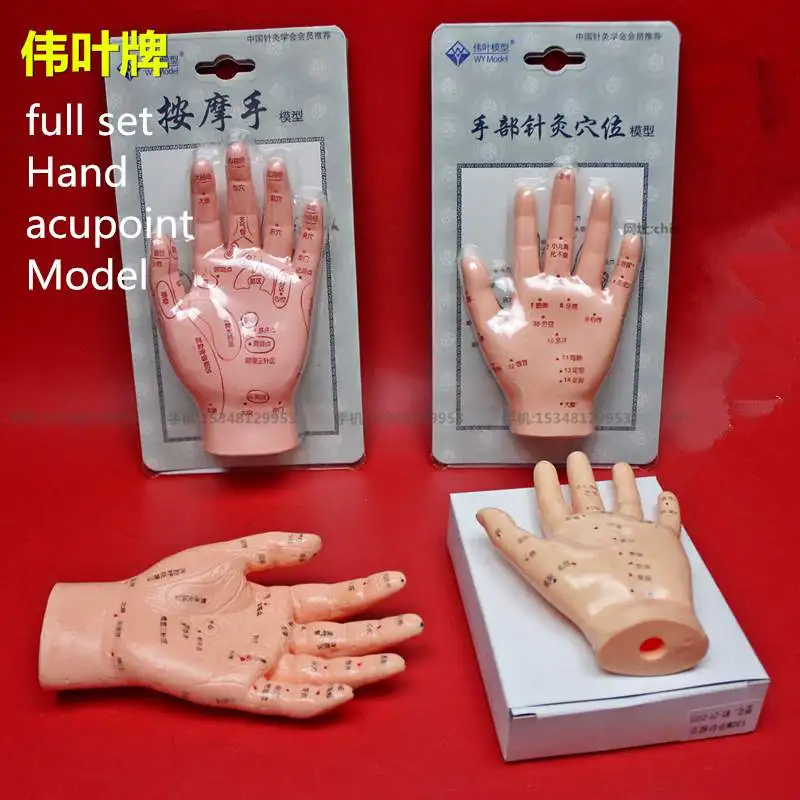 medical teaching HD Hand acupoint model finger acupuncture model palm massage hand model reflexology meridian acupoint reflex