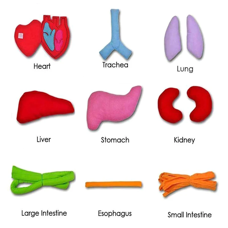 Children Anatomy Apron Human Body Organs Awareness Preschool Science Home School Teaching Aids Educational Insights Toys