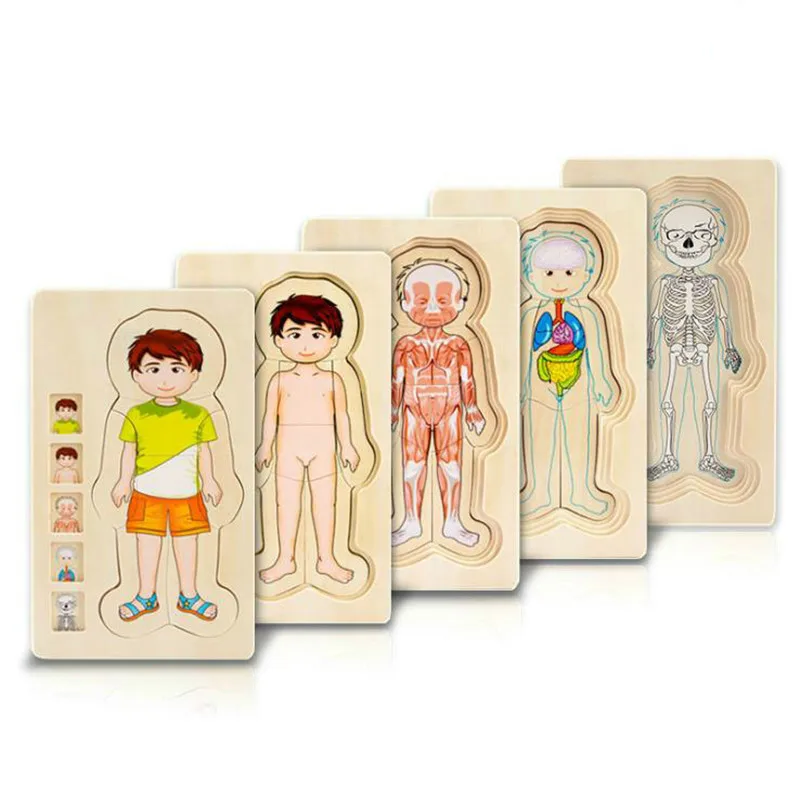 Montessori Wooden Multi-layer Puzzle Human Body Puzzle Boys Girls Body Structure Wood Puzzles Kids Educational Wooden Toys