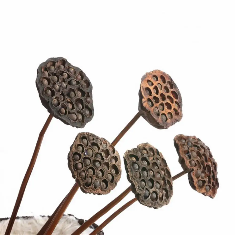 

Pack of 2 Natural Dried Flowers Lotus Pods On With Stems Dried Floral Crafts Home Coffee Shop Decoration Photographic Props