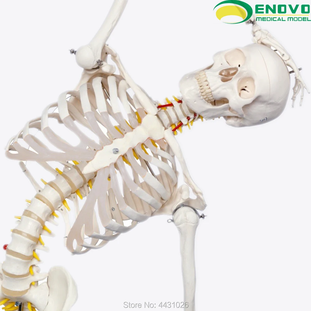 ENOVO 170CM human skeleton model medical science spine bending yoga exercise skeleton model