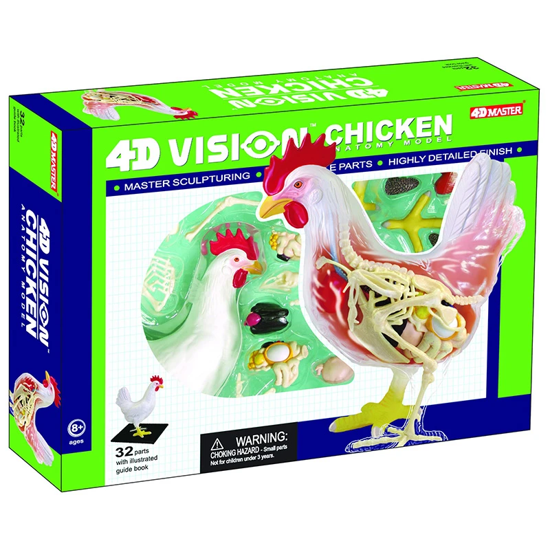 4D Vision Red And White Chicken Anatomy Model Assembling Simulation Animal Biology Organ Anatomical Model
