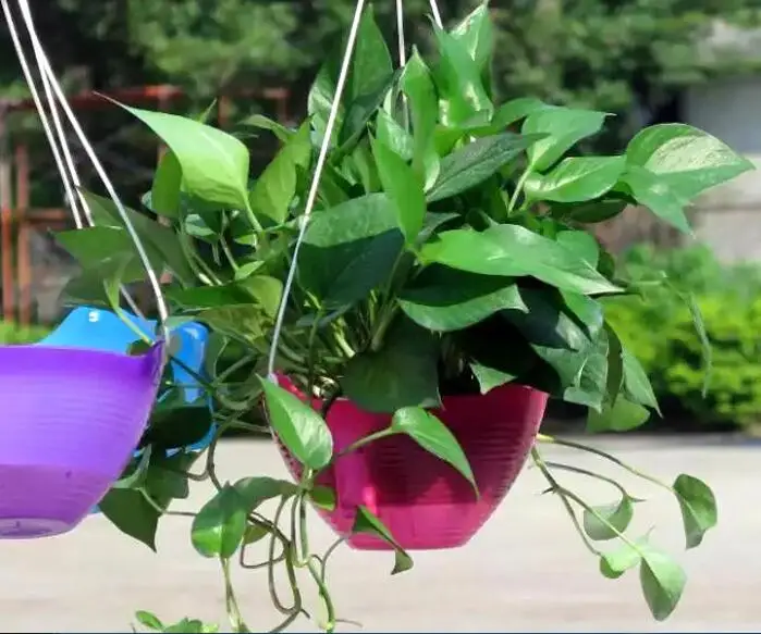 

2 Set,OD20cm.Automatic Water Lounger Balcony Flowerpot Hanging Spider Plants.Petunia Pot,Colorful.Hydroponic