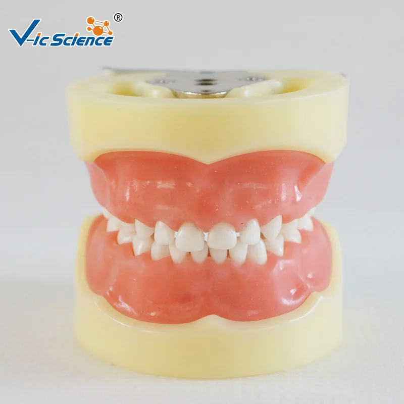 

Standard Child Model with 24pcs teeth and Soft Gum)