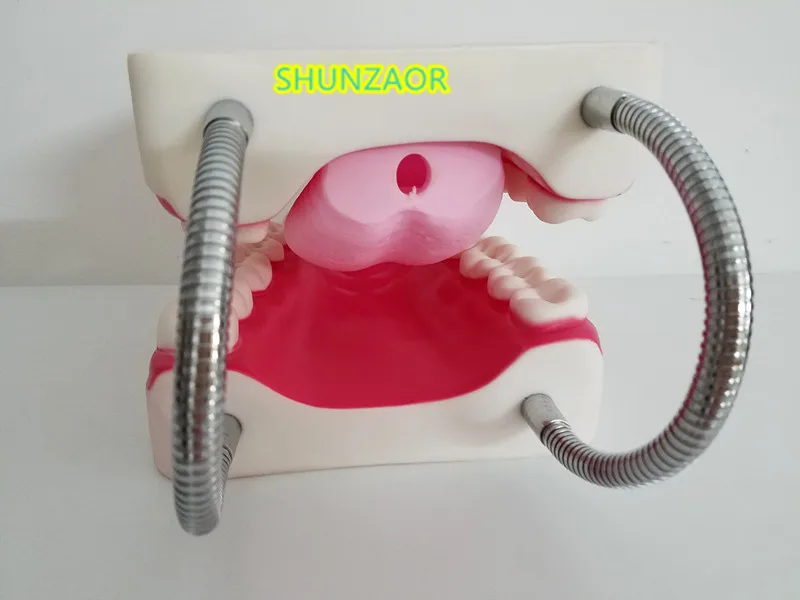 Modelo de dientes de plástico 6 veces, maniquí Dental, lengua, boca, portátil, médico