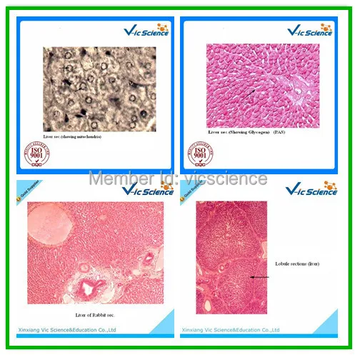 100 Pcs/Set Tier Histologie Vorbereitet Folien
