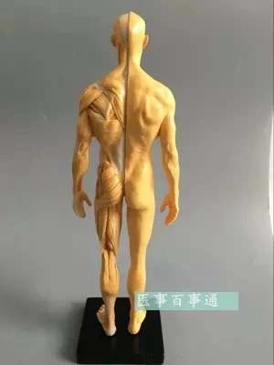 30cm resin CG painting sculpture male model musculoskeletal anatomy human body structure art model free shopping