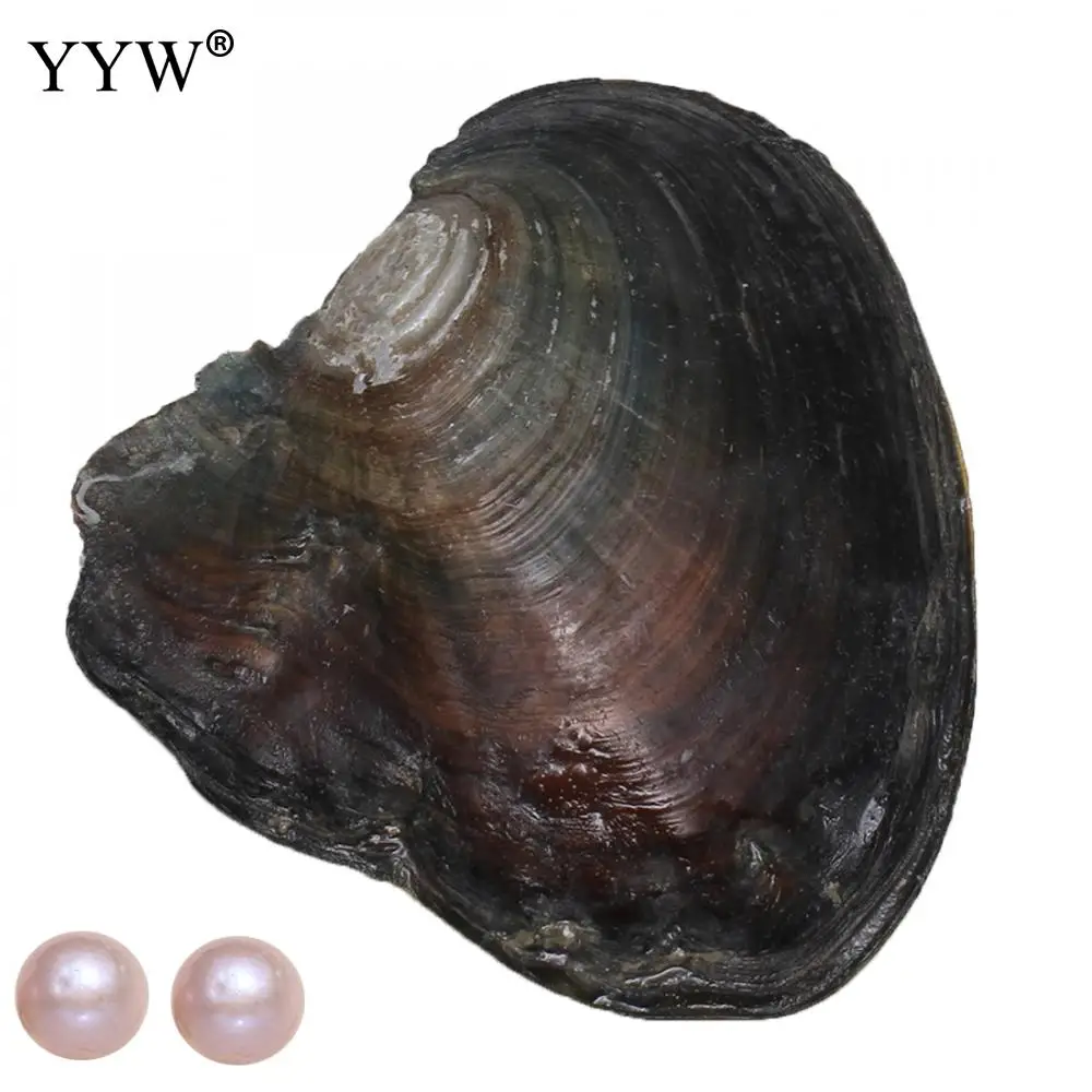 1pc Vacuum Pack Oyster Freshwater Cultured Love Wish Pearls Oyster Gift Surprise Jewelry 11-12mm One Pearl Oyster About 2 Pearl