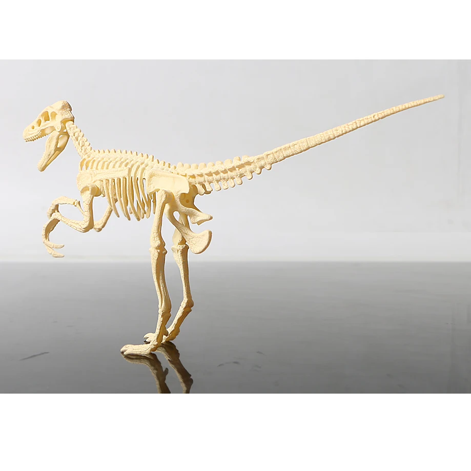 3D skeleton DIY assembly dinosaur models plastic bone toy for children,Triceratops/stegosaurus/velociraptor/mammoth for choose