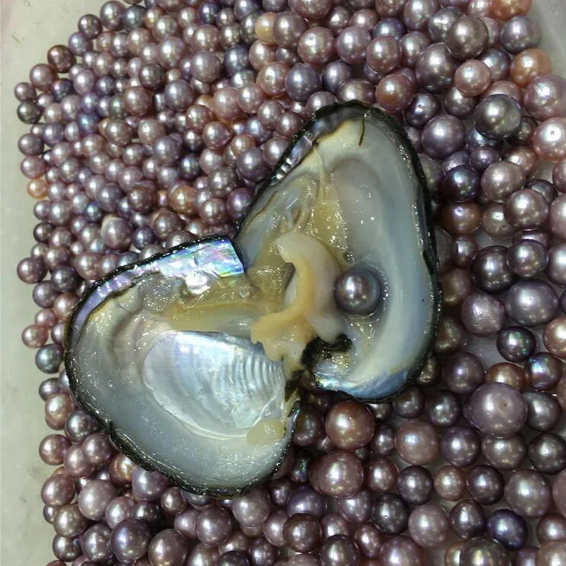 Wholesale 10 Pcs 15-20CM Vacuum Packed Large Giant Monster Mussel Oyster with Single Natural 9-12mm Cultured Edison Pearl