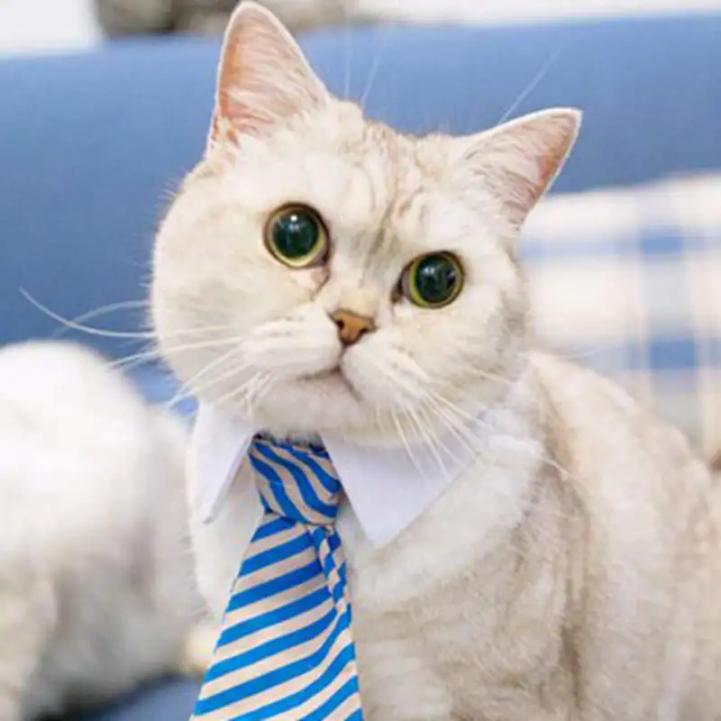 [MPK Cat Ties] Cute Pet Ties, Dog Collar Cat Collar, Pet Bow Ties, Dog Tie, Smart-Looking Pet Costume image 4