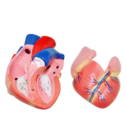 Biological instrument teaching aids natural size Cardiac anatomy model Artery atrial free shipping