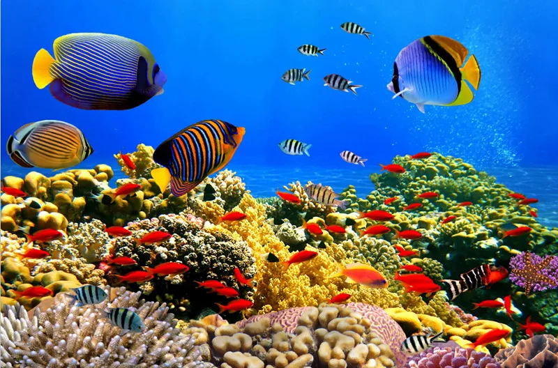 

The custom 3D murals, 3D underwater world Corals Fish Animals wallpapers ,cafe wall living room sofa TV wall bedroom wall paper