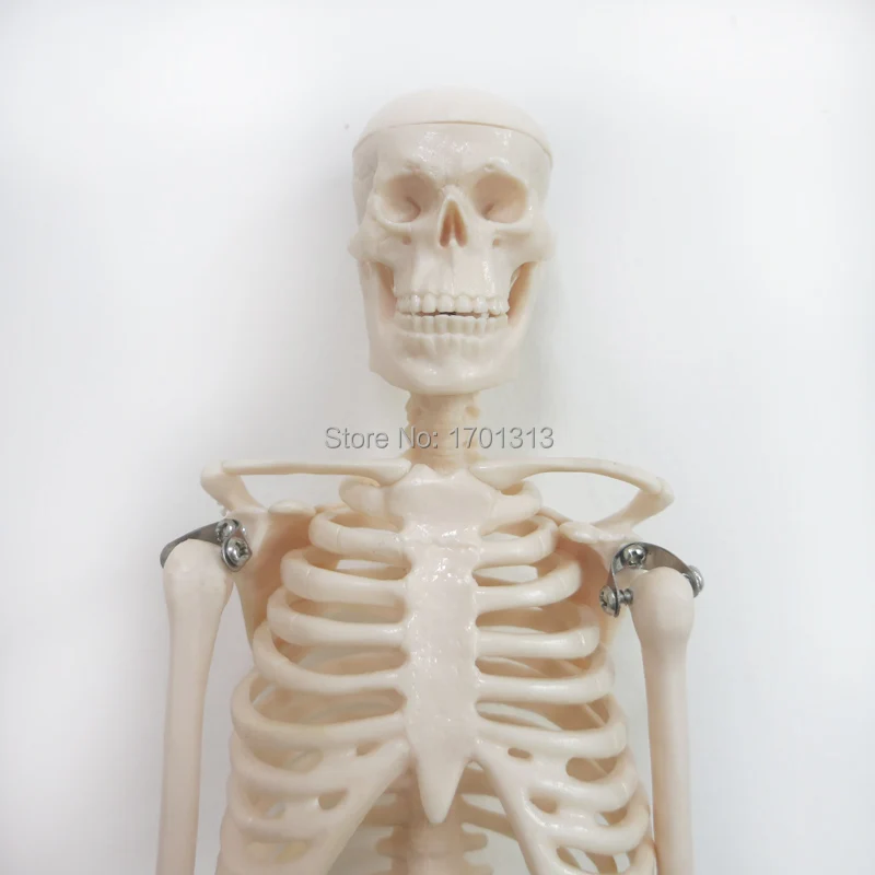 Figurines de squelette humain, modèle de 45cm, de décoration médicale spéciale, pour famille, pour Halloween, personnalisées